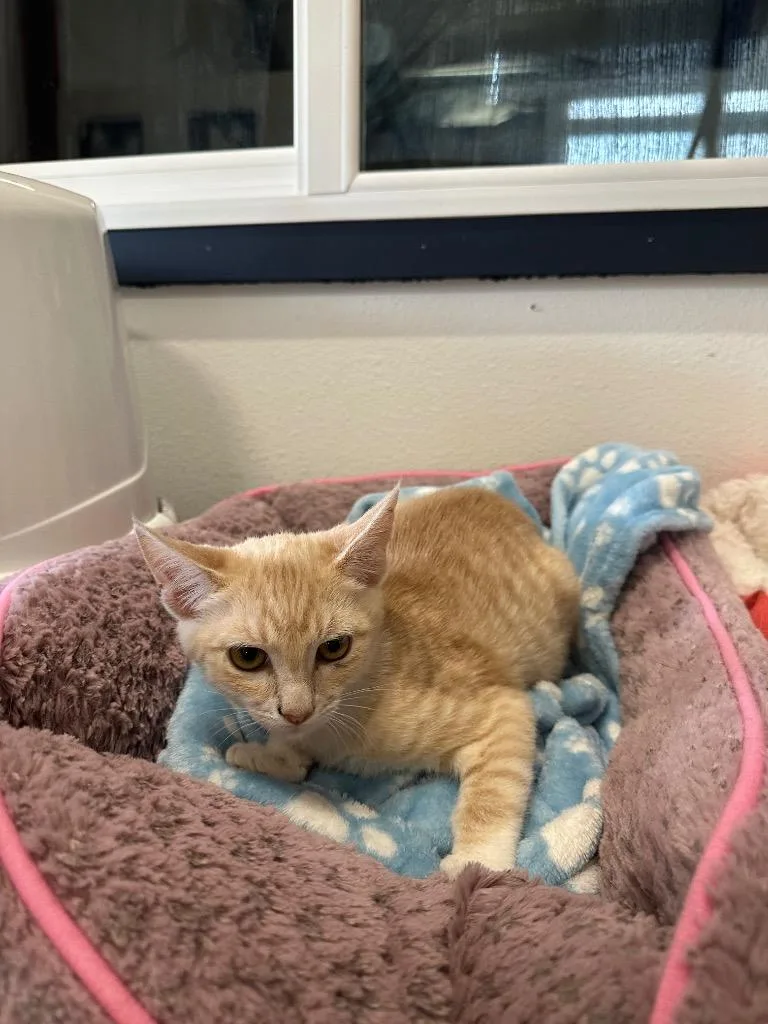 A baby small-sized male Tabby cat named Parmesan for adoption in Newberg, OR