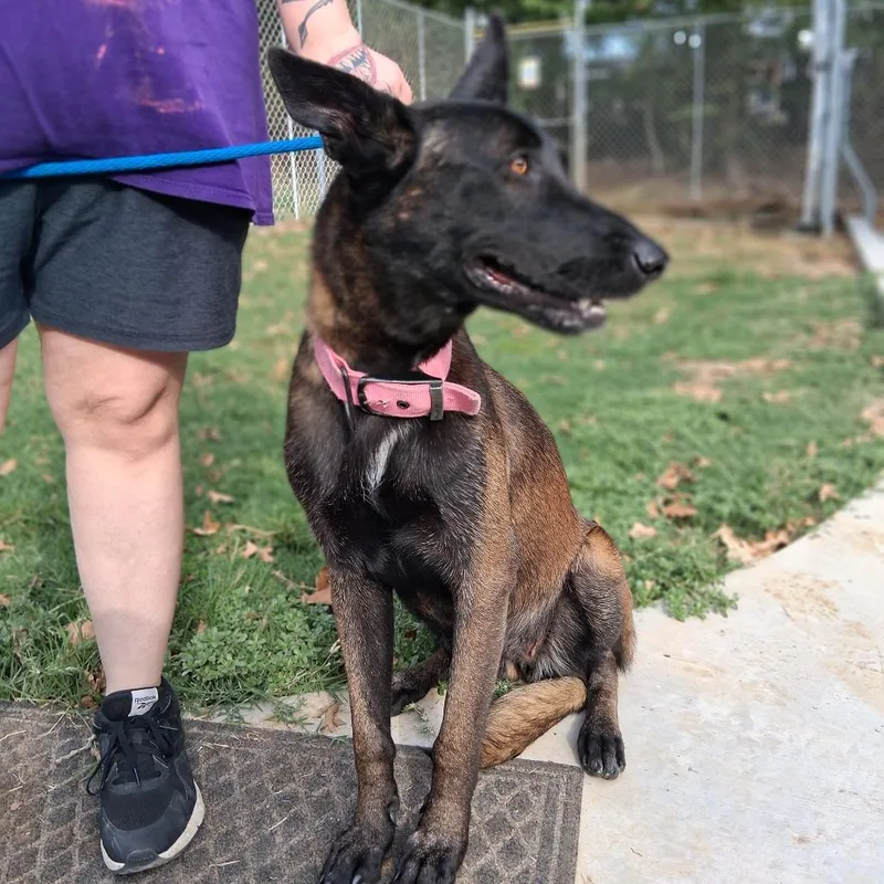 A young medium-sized female Golden Belgian Shepherd / Malinois dog named Elvira for adoption in Denison, TX
