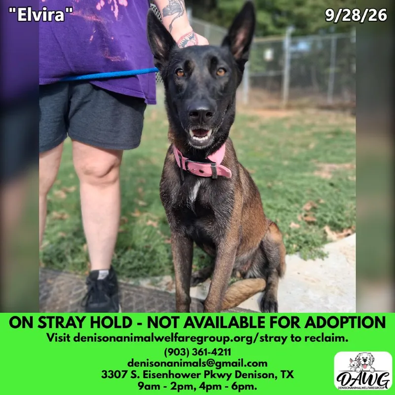 Elvira thumbnail 2