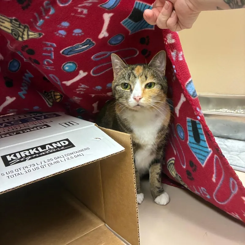 An adult medium-sized female Calico Domestic Short Hair cat named Starlight for adoption in Mebane, NC