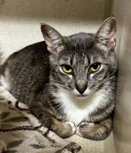 An adult medium-sized female Tabby (Gray / Blue / Silver) Domestic Short Hair cat named Cabbage for adoption in Stanwood, WA