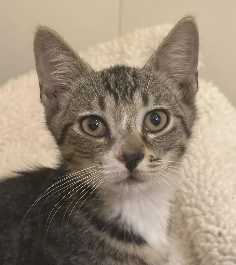 A baby medium-sized female Gray & White Domestic Short Hair cat named Ella for adoption in Oviedo, FL