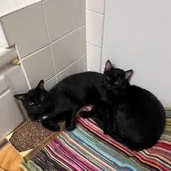 An adult small-sized male Black Domestic Short Hair cat named Shrimpy for adoption in Pacific Palisades, CA