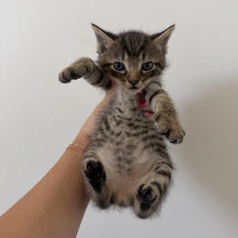 A baby medium-sized male Domestic Short Hair cat named Tender for adoption in Chattanooga, TN