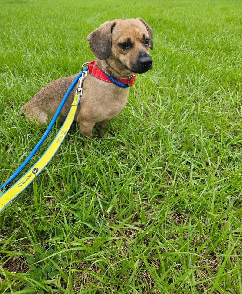 A young small-sized male Dachshund dog named Romeo for adoption in Tampa, FL