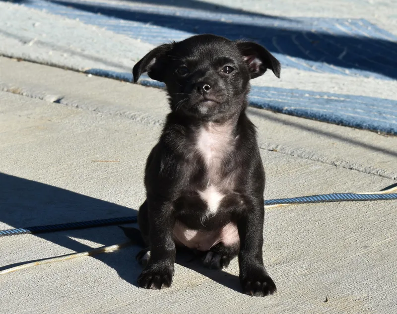 A baby small-sized female Black Chihuahua dog named Gitty for adoption in Union Gap, WA