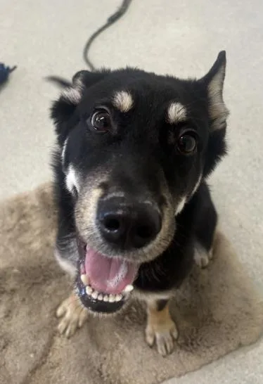 A young medium-sized male Shepherd dog named Deuce for adoption in Roseville, CA