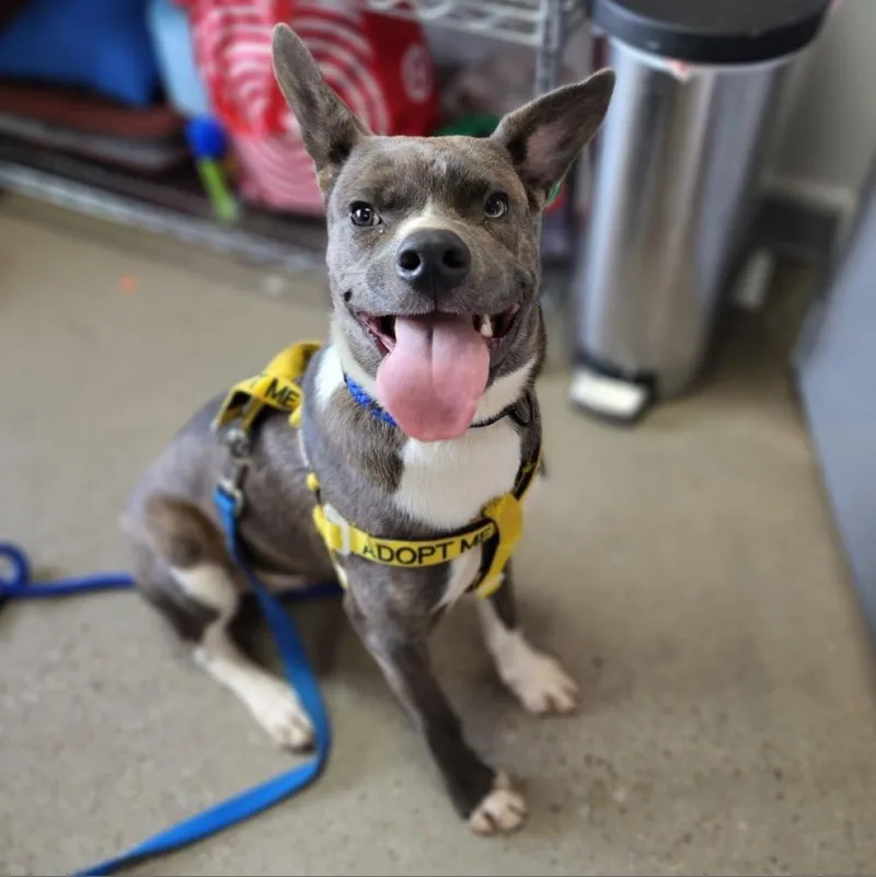 Woodstock thumbnail 2