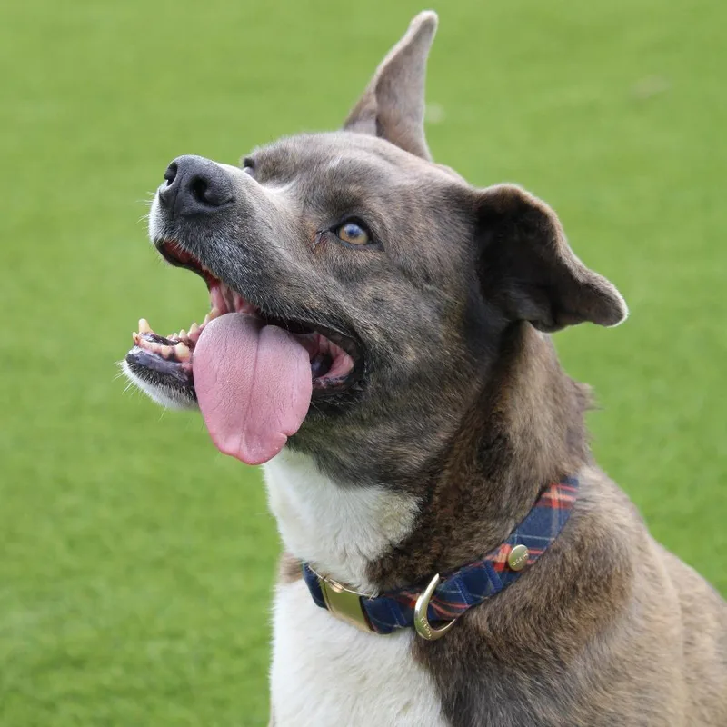 Woodstock thumbnail 3