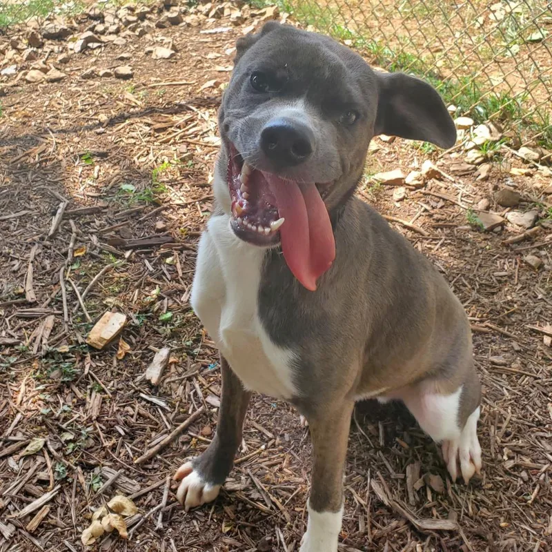 Woodstock thumbnail 4