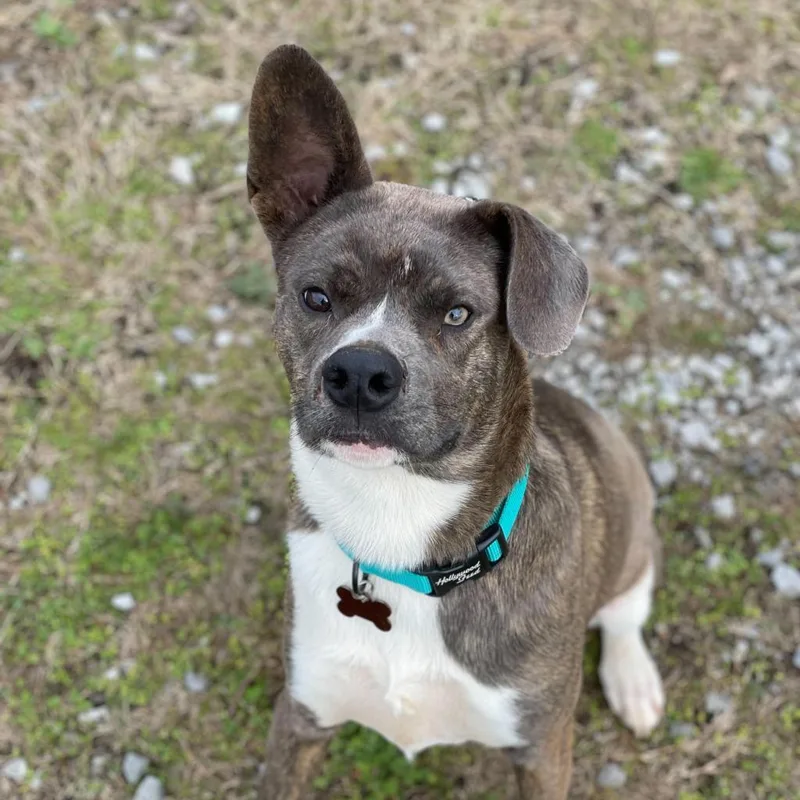 Woodstock thumbnail 5