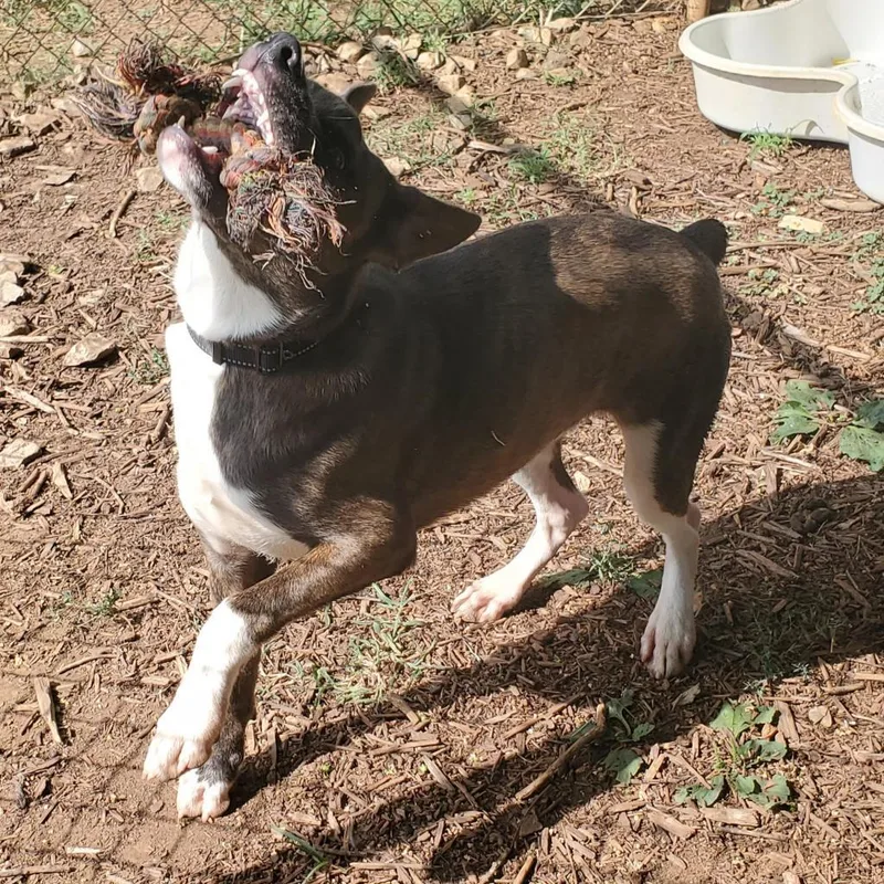 Woodstock thumbnail 6