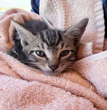 A baby small-sized male Domestic Short Hair cat named Buster for adoption in Fort Lauderdale, FL