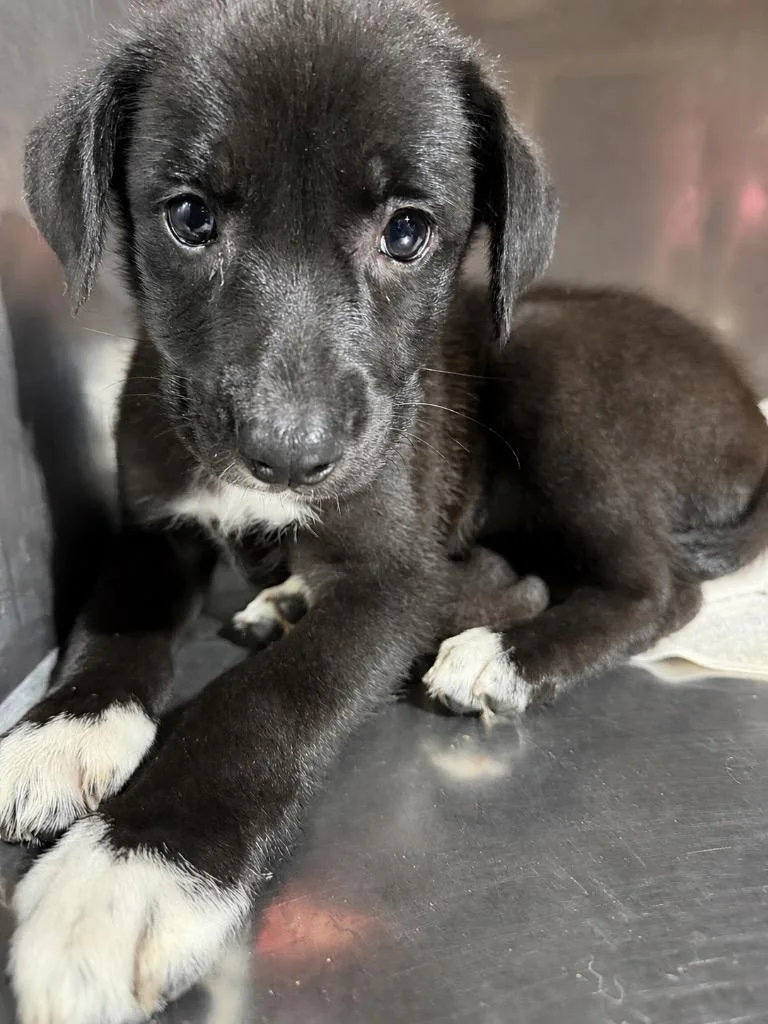 A baby medium-sized female Portuguese Water Dog dog named Independence $ for adoption in Milwaukee, WI