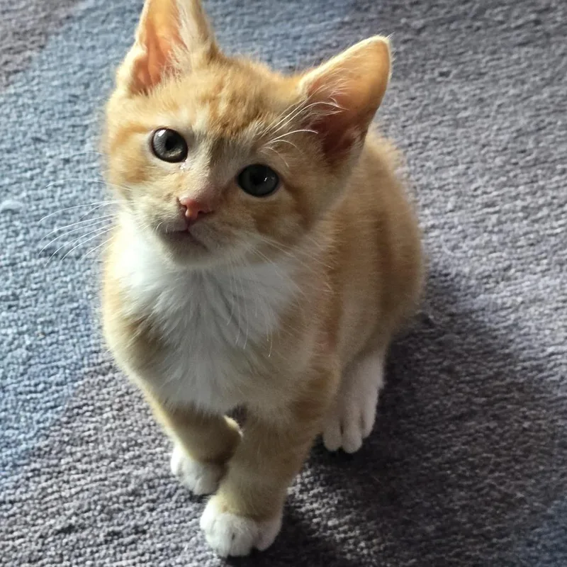 A baby small-sized male Domestic Short Hair cat named Ziggy for adoption in Chattanooga, TN