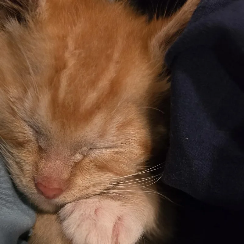 Ziggy thumbnail 3