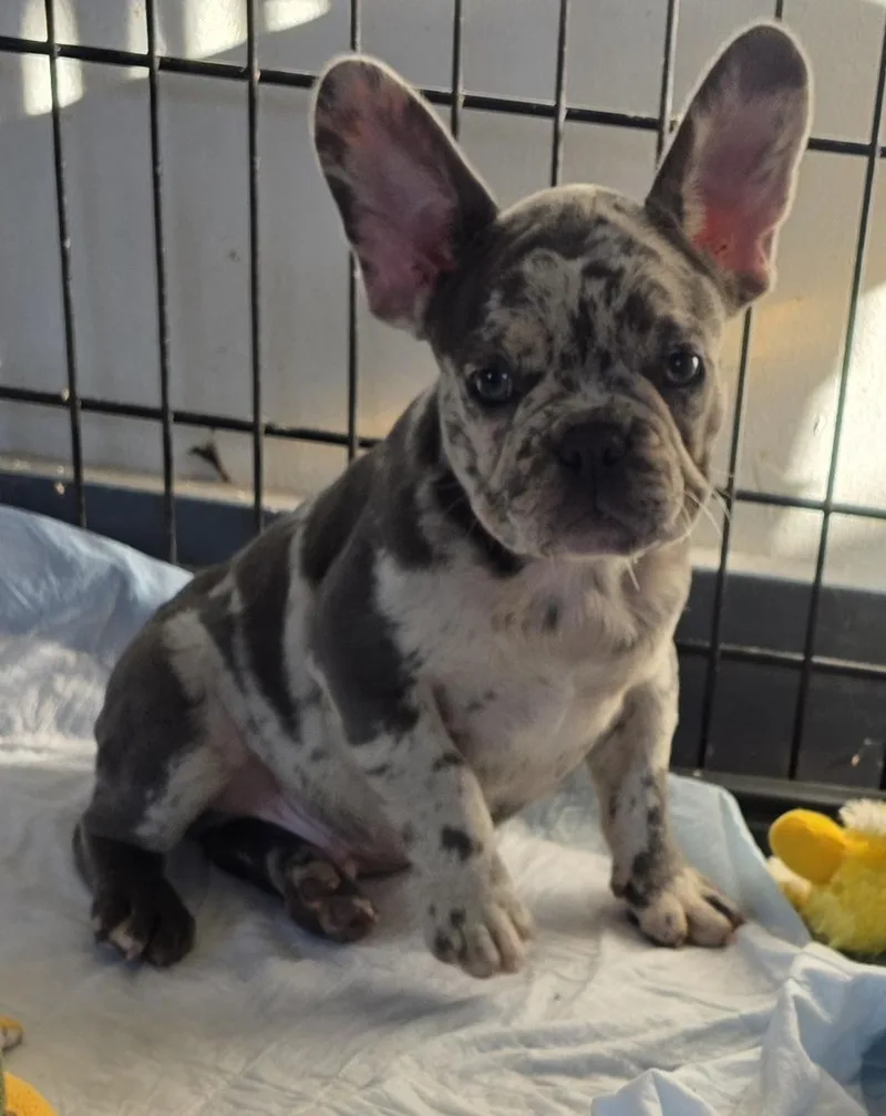 A baby small-sized male Merle (Blue) French Bulldog dog named Reggie for adoption in Momence, IL
