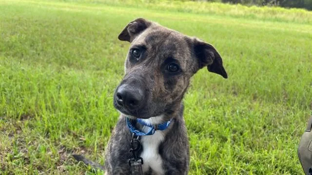 A young medium-sized male Labrador Retriever dog named Ocelot for adoption in Ocala, FL