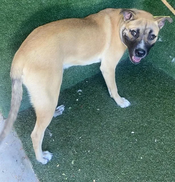 A young large-sized male Pit Bull Terrier dog named Teddy for adoption in Lancaster, CA