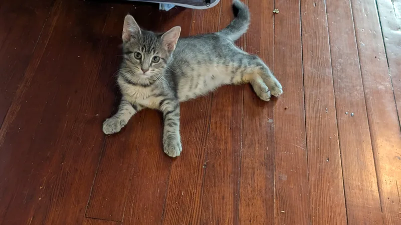 A baby medium-sized male Tabby (Buff / Tan / Fawn) Domestic Short Hair cat named Jem for adoption in Omaha, NE
