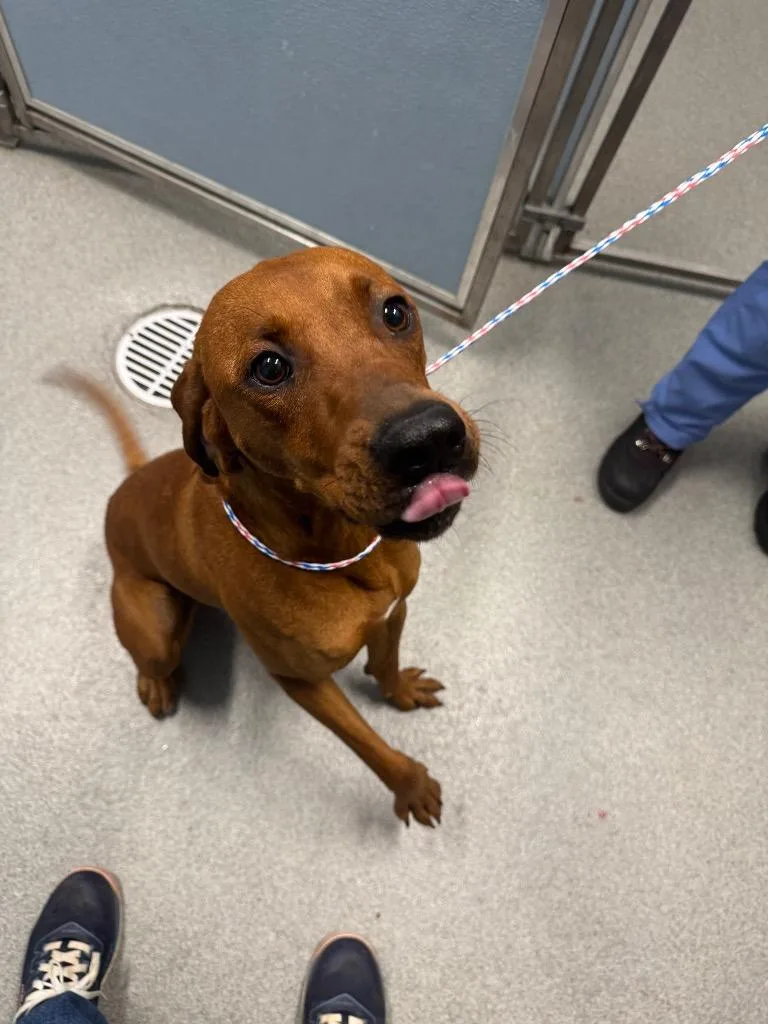 A young medium-sized male Redbone Coonhound dog named Ed for adoption in Bloomington, IN