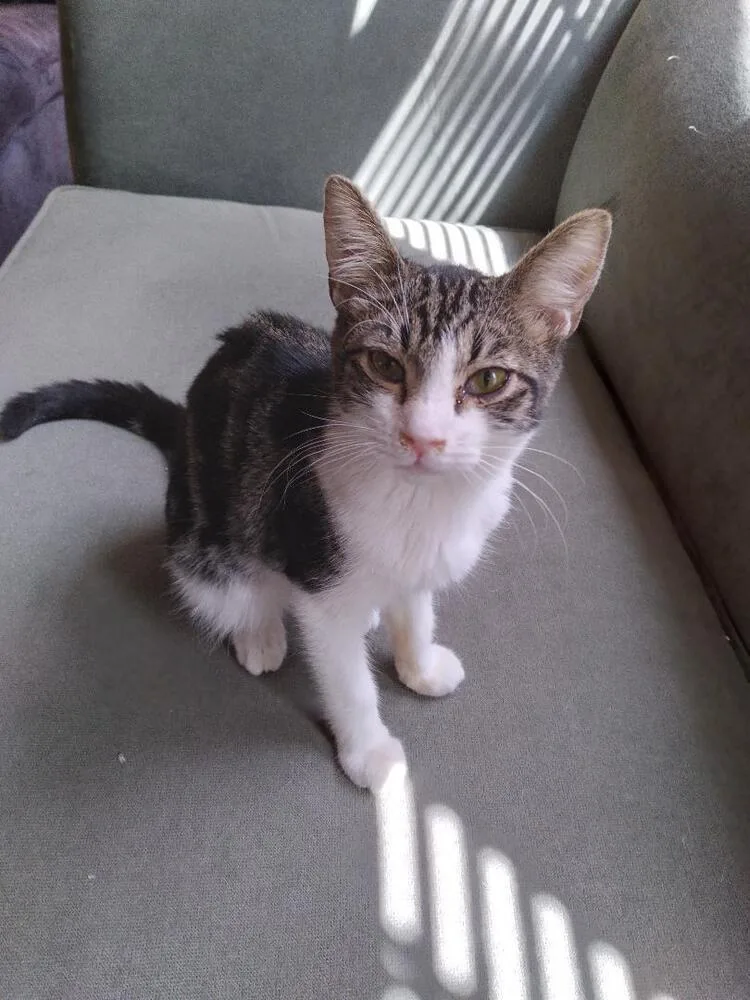 A baby medium-sized male Black & White / Tuxedo Domestic Short Hair cat named Bandit for adoption in Oceanside, CA