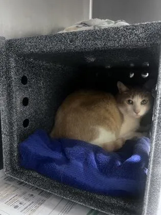 An adult medium-sized male Domestic Short Hair cat named Cupid for adoption in Daytona Beach, FL