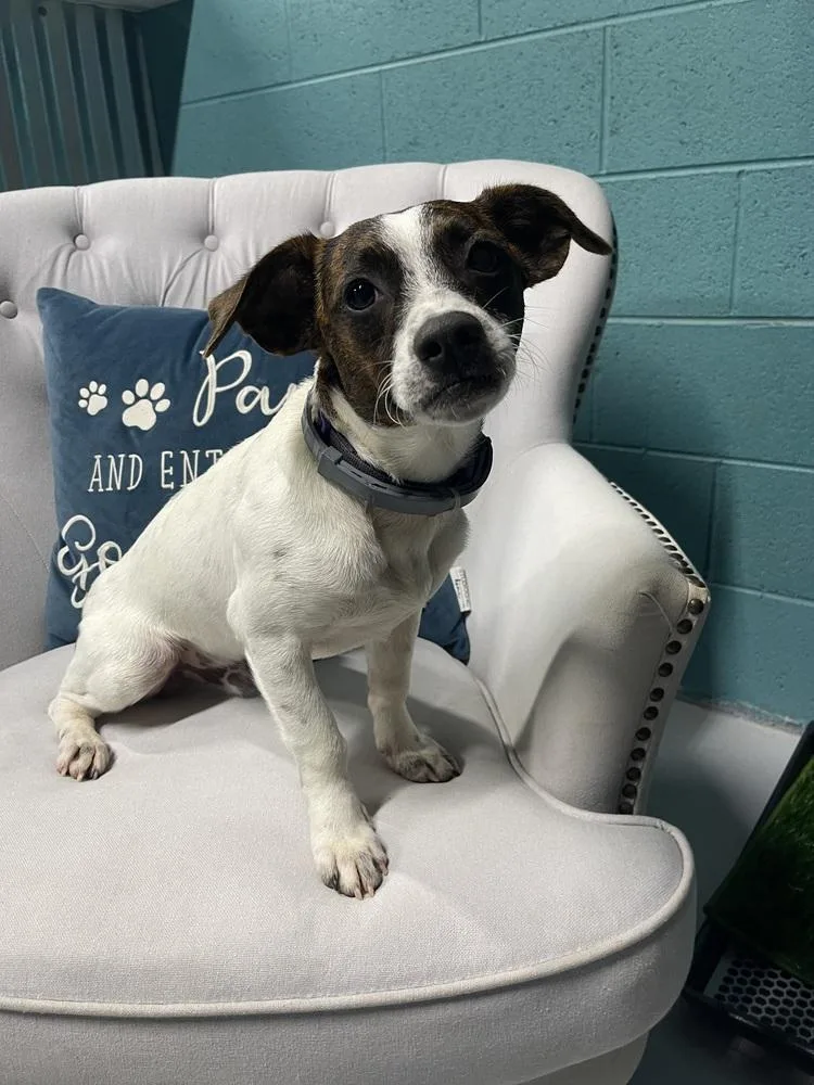 A young medium-sized male Jack Russell Terrier dog named Leo for adoption in Chattanooga, TN