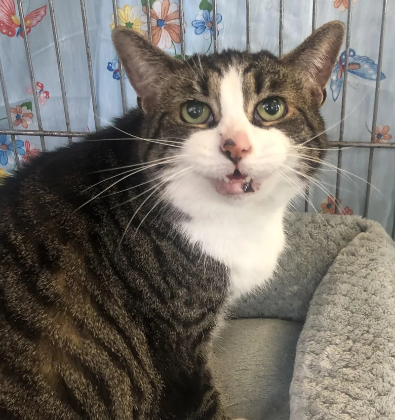 A senior large-sized female Tabby (Brown / Chocolate) Domestic Short Hair cat named Georgia for adoption in Parma, OH