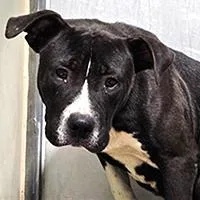 A young large-sized male Black Pit Bull Terrier dog named Murphy URGENT for adoption in Thousand Oaks, CA