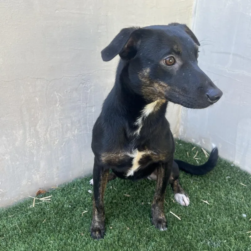 Velma thumbnail 4