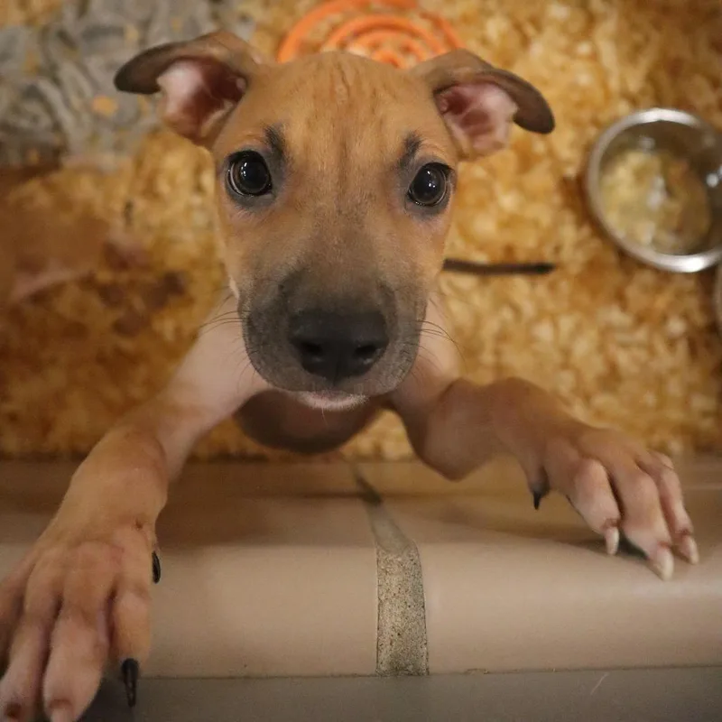A baby small-sized male Yellow / Tan / Blond / Fawn Mixed Breed dog named Grady for adoption in Waukesha, WI