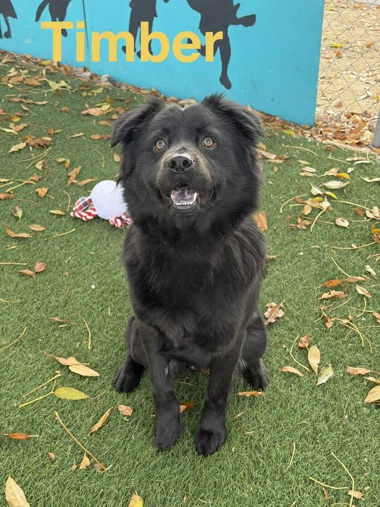 A young medium-sized male Black Chow Chow dog named Timber for adoption in Pleasant Hill, CA