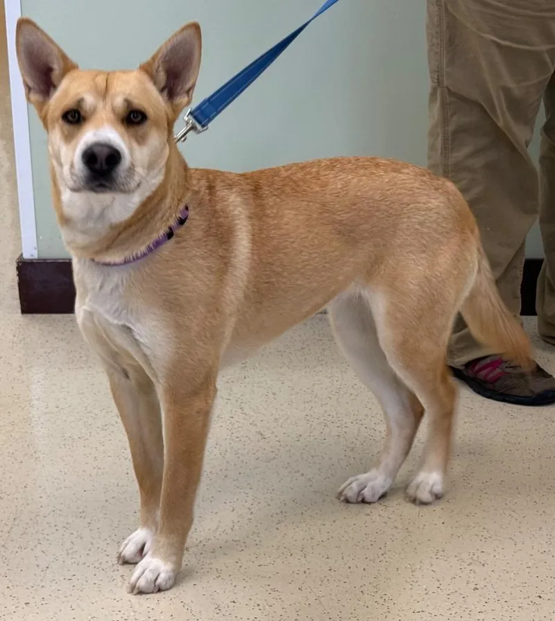 A young medium-sized female Yellow / Tan / Blond / Fawn Mixed Breed dog named Butterscotch for adoption in Amery, WI