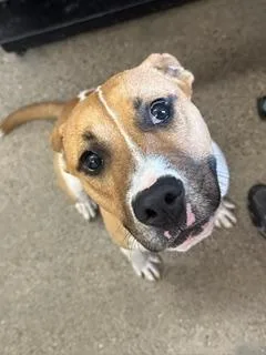 A baby medium-sized male White / Cream Pit Bull Terrier dog named Finn for adoption in Cleveland, OH