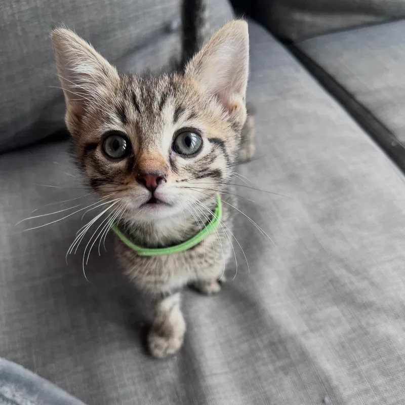 A baby small-sized female Gray / Blue / Silver Domestic Short Hair cat named Hershey for adoption in Fairfax Station, VA