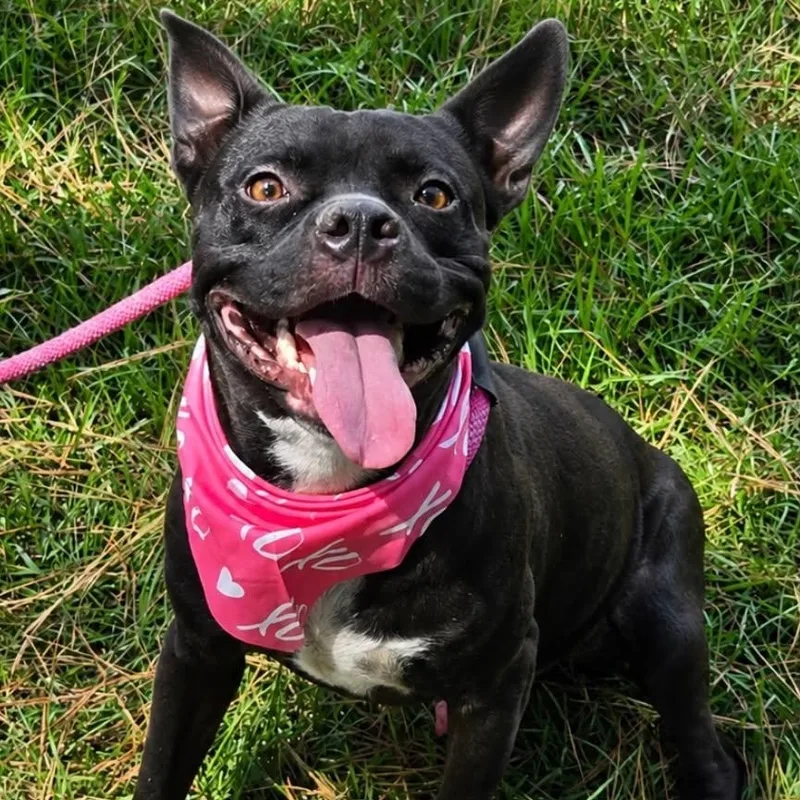 A young medium-sized male Brindle English Bulldog dog named Valor for adoption in Tylertown, MS