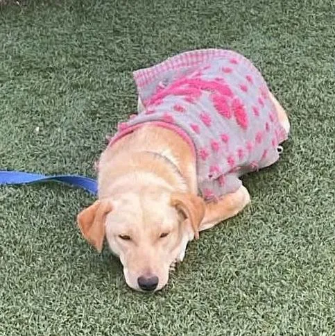 A young medium-sized female Yellow / Tan / Blond / Fawn Labrador Retriever dog named Honey for adoption in San Diego, CA