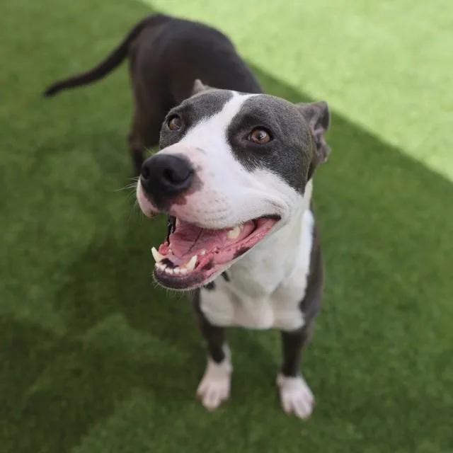An adult medium-sized female American Staffordshire Terrier dog named Darcy for adoption in San Antonio, TX