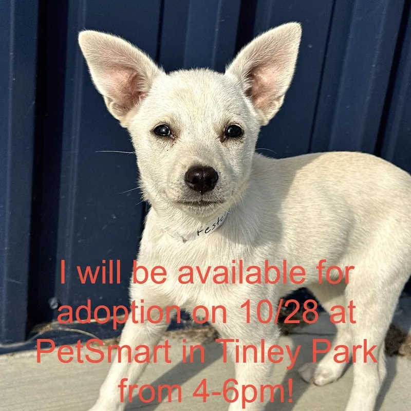 A baby medium-sized male White / Cream Chihuahua dog named Fester for adoption in Matteson, IL