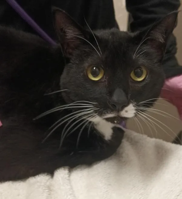 An adult medium-sized female Domestic Short Hair cat named Kiwi for adoption in El Cajon, CA