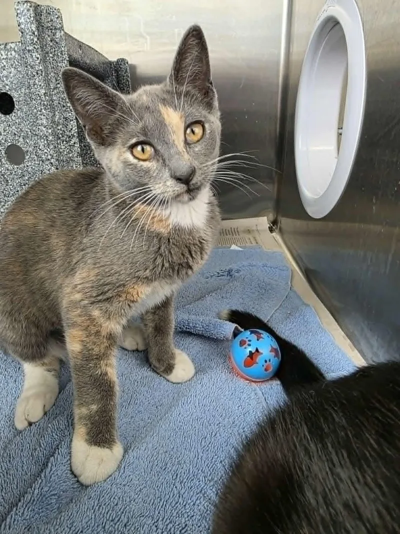 A baby medium-sized female Dilute Calico Domestic Short Hair cat named Beth for adoption in Umatilla, FL