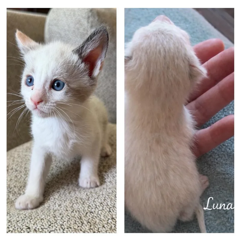 A baby small-sized female White Domestic Short Hair cat named Luna for adoption in Calimesa, CA