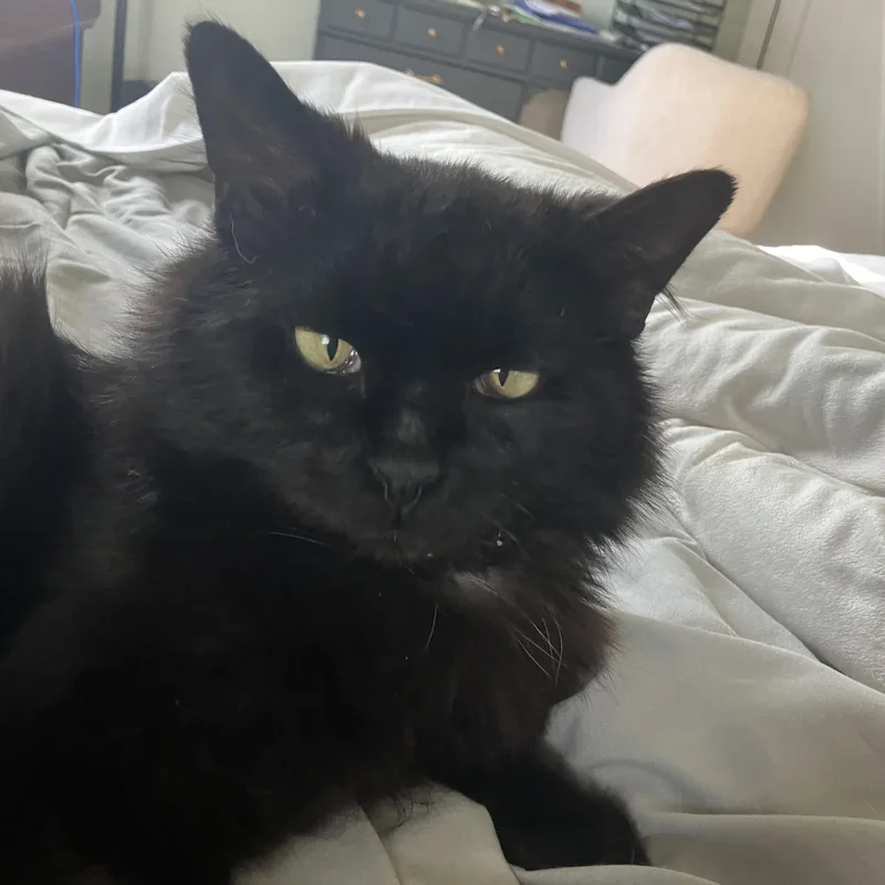 A senior medium-sized male Black Domestic Short Hair cat named Plum for adoption in Sewell, NJ