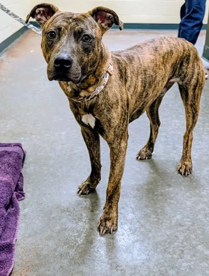 An adult medium-sized male Mixed Breed dog named Hudson for adoption in Independence, MO