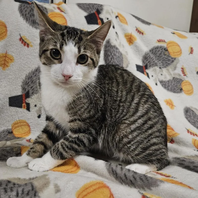 Wolfgang thumbnail 2