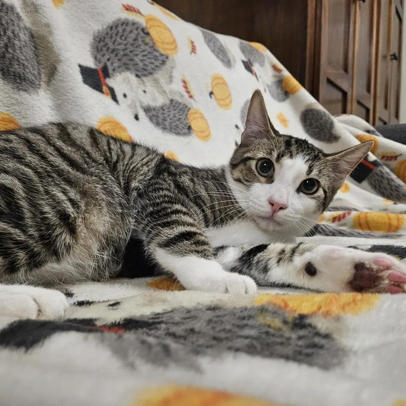 Wolfgang thumbnail 3