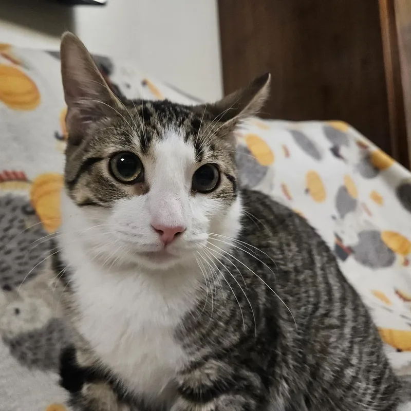 Wolfgang thumbnail 4