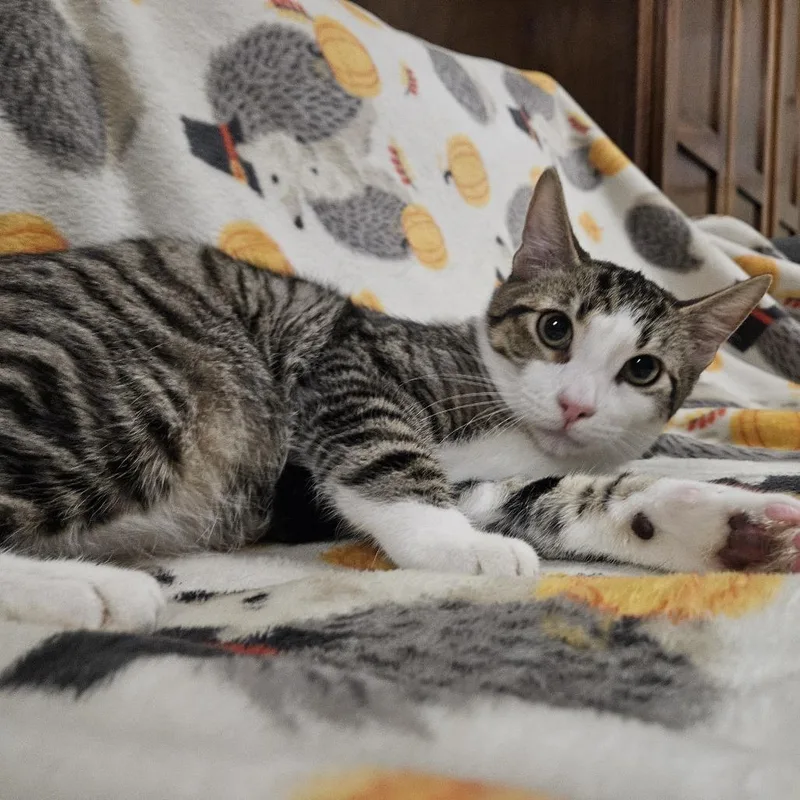 Wolfgang thumbnail 5