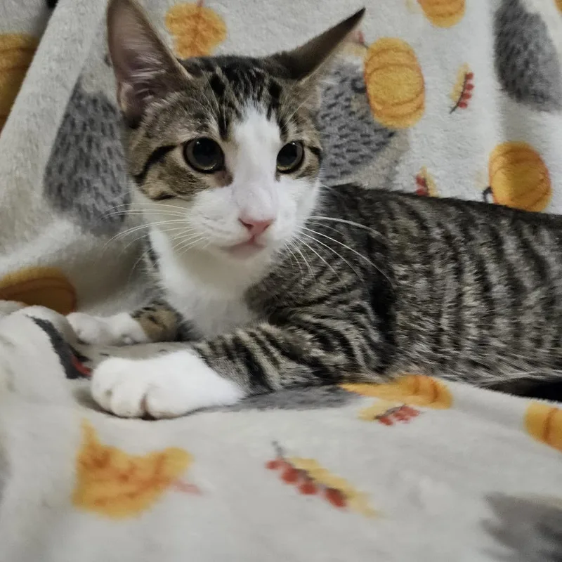 Wolfgang thumbnail 6